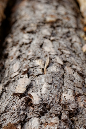 bark of pine treeの写真素材