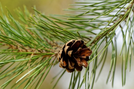 pine cone, on pine branchの写真素材