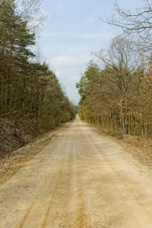 dirt road in the forestの写真素材