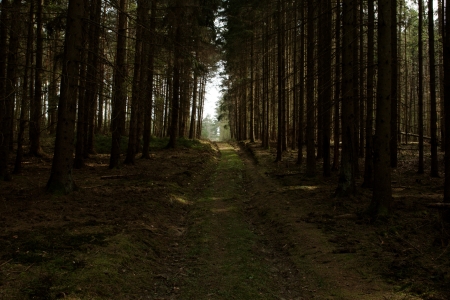 dirt road in the forestの写真素材