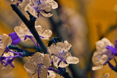 abstract blossom cherry tree with color filterの写真素材