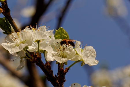 blossom tree with a bee pollinationの写真素材