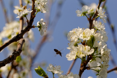 blossom tree with a bee pollinationの写真素材