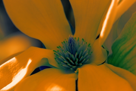 Closeup about a blossom Magnolia tree with color filterの写真素材