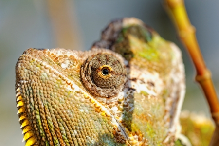 Chameleon on the leaf (Chamaeleo calyptratus)の写真素材