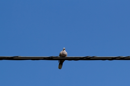 pigeons sitting on wire under a bright skyの写真素材