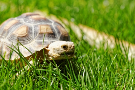 African Spurred Tortoise (Geochelone sulcata) in the gardenの写真素材