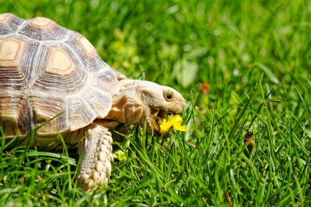 African Spurred Tortoise (Geochelone sulcata) in the gardenの写真素材