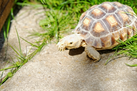 African Spurred Tortoise (Geochelone sulcata) in the gardenの写真素材