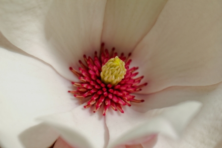 Closeup about a blossom Magnolia treeの写真素材