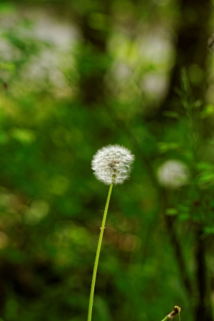 close-up of a dandelion flowerの写真素材