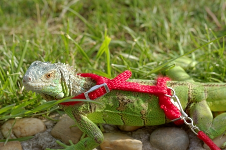 green iguana on a red leashの写真素材