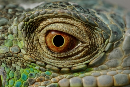 macro of a fantastic green iguana headの写真素材