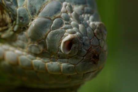 close-up about green iguana nose の写真素材