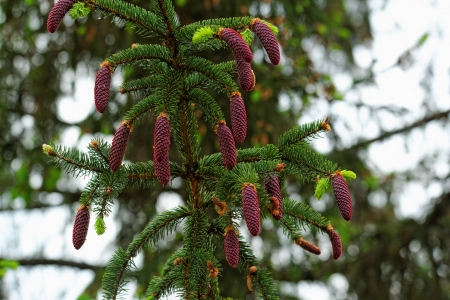 pine tree with fresh pine shoots and red pineconesの写真素材