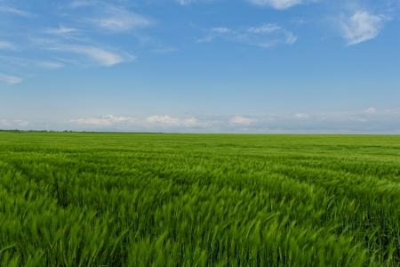 green wheat field under the blue cloudy skyの写真素材