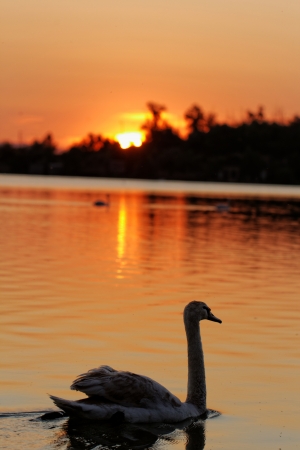 Lonely swan swimming by the rising sunの写真素材