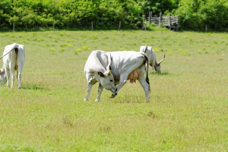 Ruminant Hungarian gray cattle bull on grassの写真素材