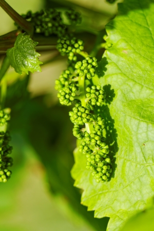 baby green grapes on the vineの写真素材
