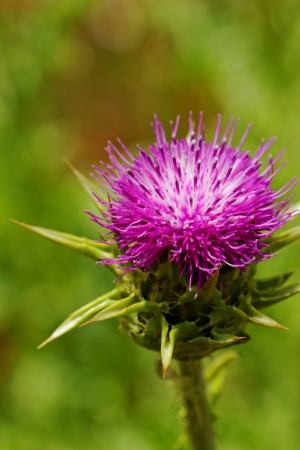 close-up about violet thistle flower on poppy fieldの写真素材