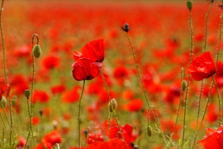 Huge red colored poppy fieldの写真素材