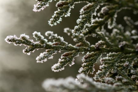 white hoarfrost crystal on green thuja twigの写真素材