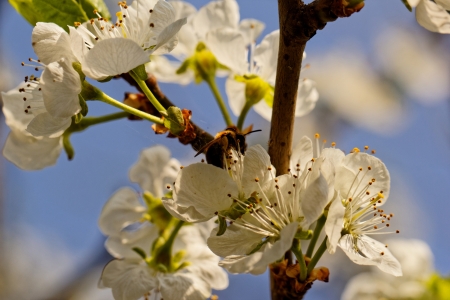 blossom tree with a bee pollinationの写真素材