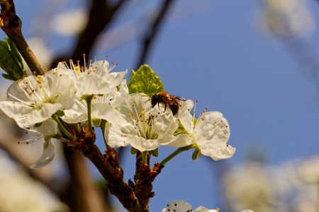 blossom tree with a bee pollinationの写真素材