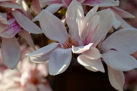 Spring Blossoms of a Magnolia treeの写真素材