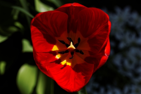 close up of yellow tulips with yellow edges on green backgroundの写真素材