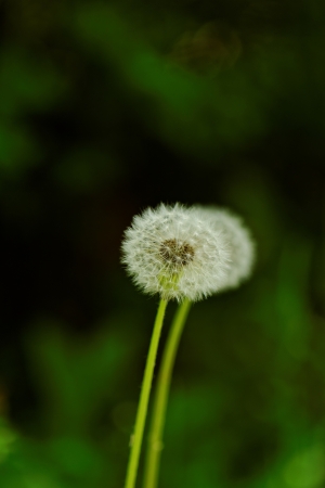 close-up of a dandelion flowerの写真素材