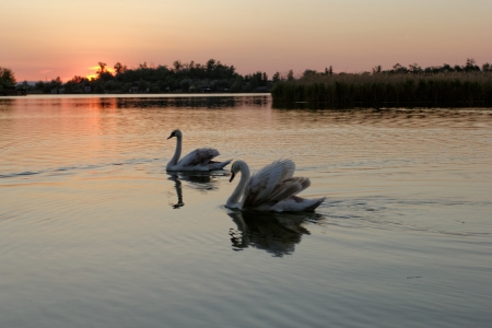 Lonely swan swimming by the rising sunの写真素材