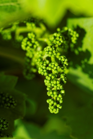 baby green grapes on the vineの写真素材