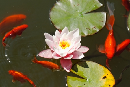 pink water lily in the lake with goldfishの写真素材