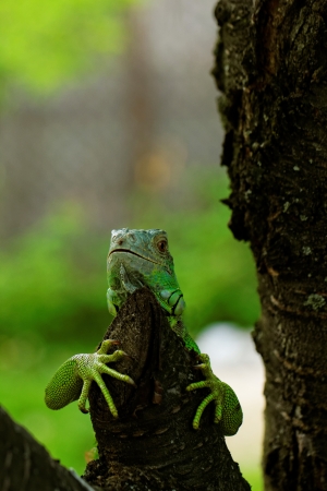 portrait about a green iguana on the treeの写真素材