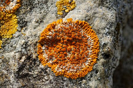 Macro photo of the mushroom on the rocks