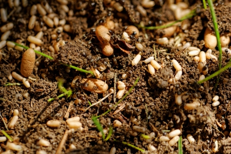 in the anthill moving ants the eggsの写真素材