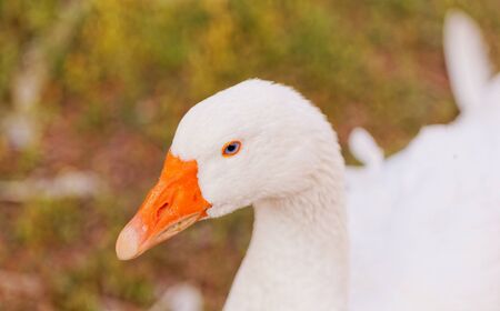White geese with blue eyes, in farmの写真素材
