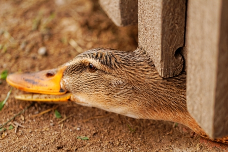 Domestic duck with brown eyes on a farmの写真素材