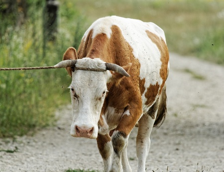 motley cow graze in a field (free range)の写真素材