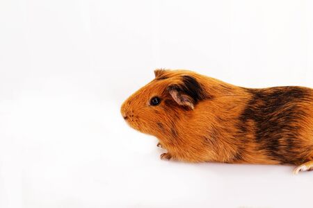 guinea pig head close-up (macro)の写真素材