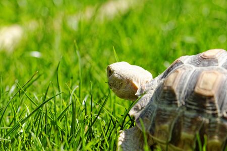 African Spurred Tortoise (Geochelone sulcata) in the gardenの写真素材