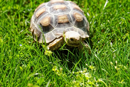 African Spurred Tortoise (Geochelone sulcata) in the gardenの写真素材