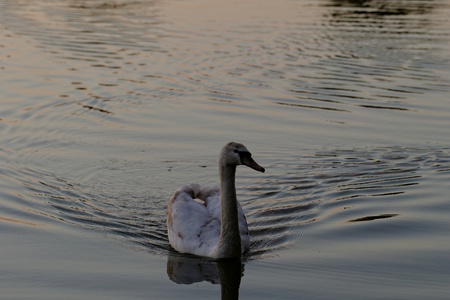 Lonely swan swimming by the rising sunの写真素材