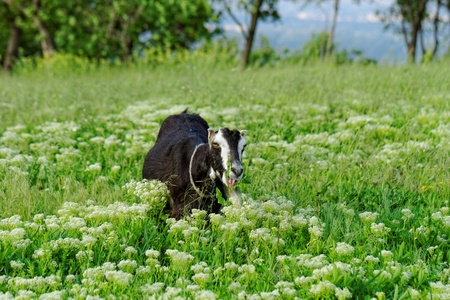 Goats grazing in the meadowの写真素材