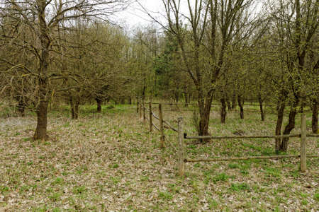 old wooden fence on edge of the forestの写真素材