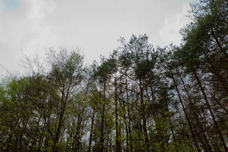 growing tree to the skyの写真素材