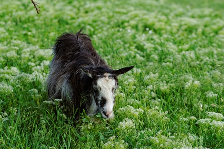 Goats grazing in the meadowの写真素材