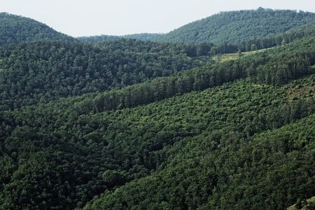 aerial view of a huge green forestの写真素材