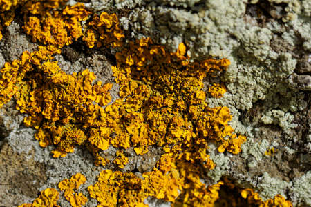 Macro photo of the mushroom on the rocks